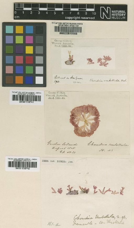 Coeloclonium umbellula (Harv.) J.Agardh - BM000619566