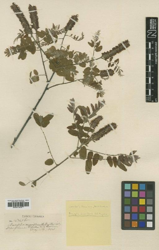 Amorpha schwerinii C.K.Schneid. - BM001042577