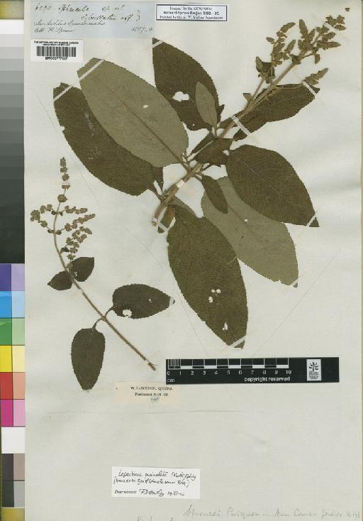 Lepechinia paniculata (Kunth) Epling - Spruce - BM000777437
