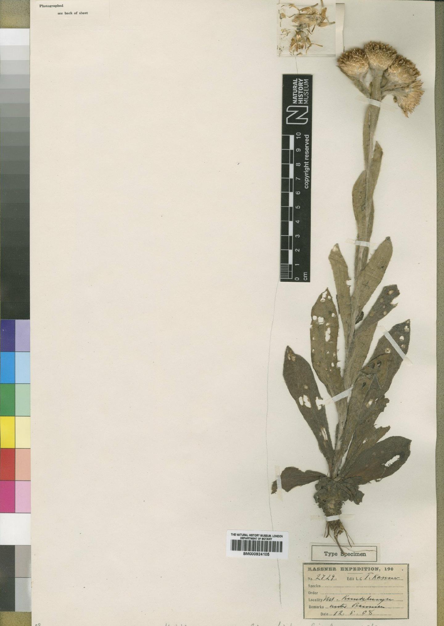 To NHMUK collection (Helichrysum rugatum Moore; Type; NHMUK:ecatalogue:4529133)