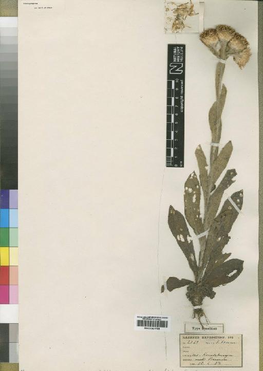 Helichrysum rugatum Moore - BM000924105