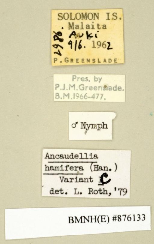 Ancaudellia hamifera (Hanitsch, 1930) - Ancaudellia hamifera Hanitsch, 1930, male, non type, labels. Photographer: Edward Baker. BMNH(E)#876133