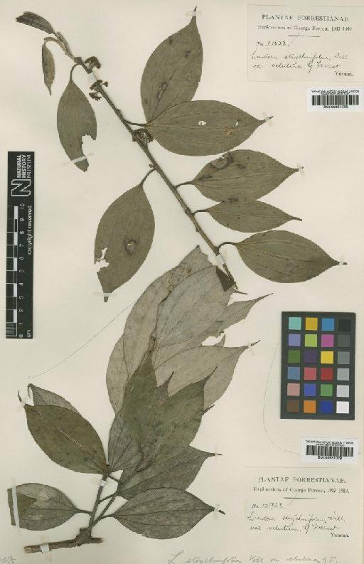 Lindera strychnifolia var. velutina Forrest - BM000951079