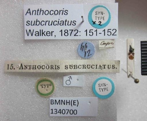 Anthocoris subcruciatus Walker, 1872 - Anthocoris subcruciatus-BMNH(E)1340700-Syntype male_Labels