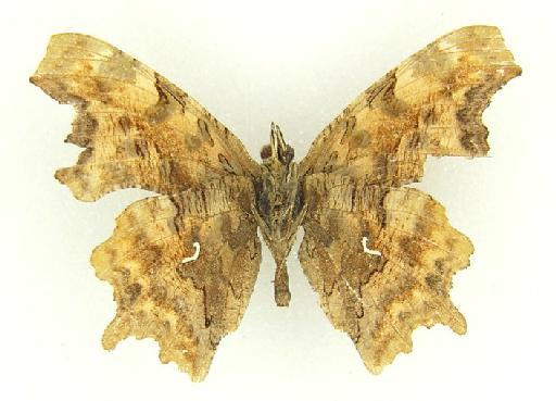 Polygonia cognata Moore - Polygonia cognata Moore type male 983923 underside