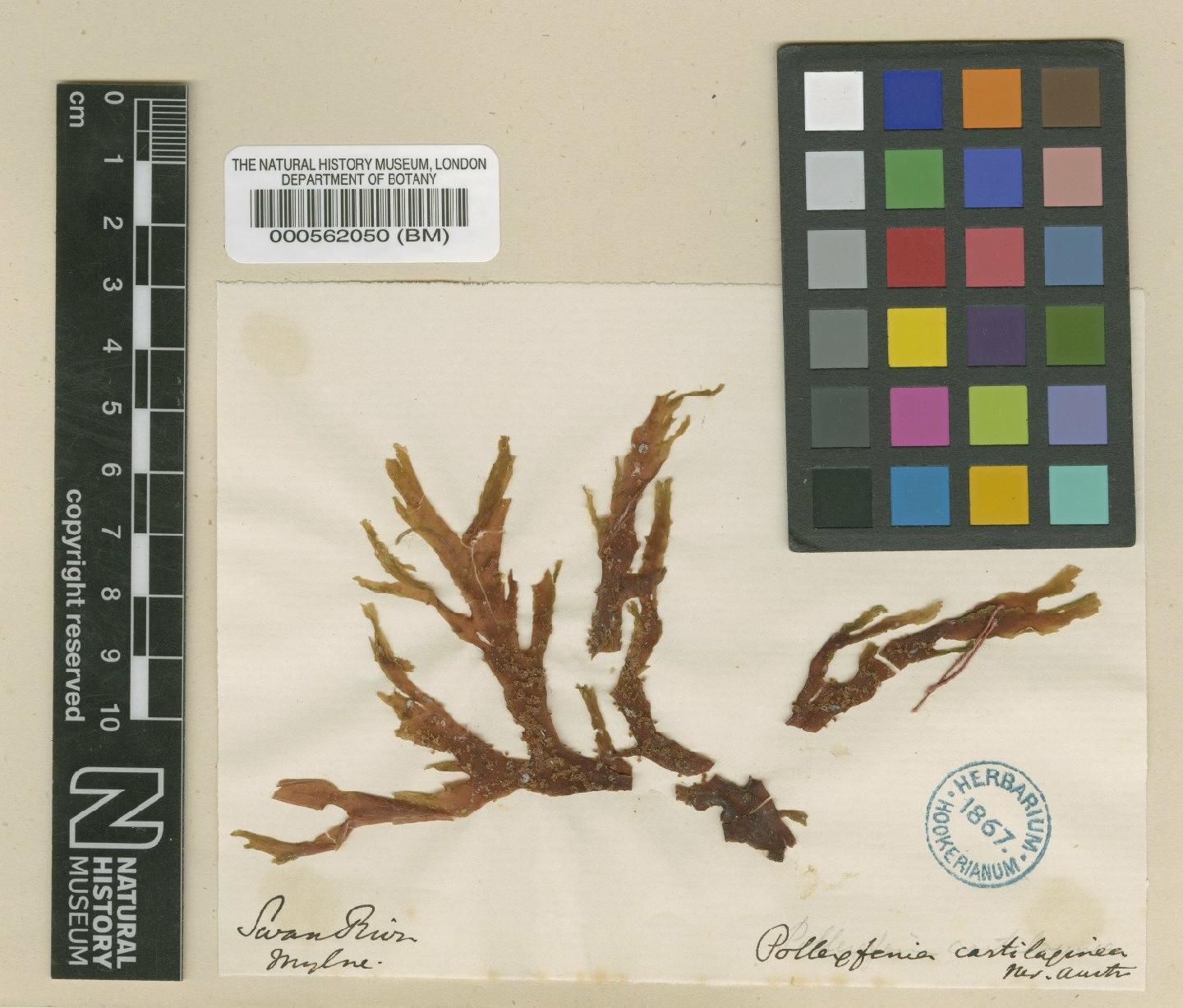 To NHMUK collection (Botryoglossum cartilagineum (Harv. & Grev.) Papenf.; TYPE; NHMUK:ecatalogue:4834271)