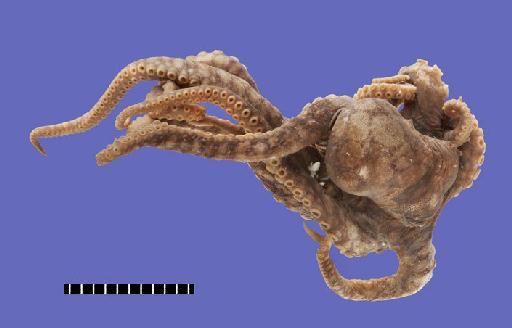 Octopus horridus d'Orbigny, 1826 - 1947.5.5.47-49, Octopus horridus A.D.Orb., 1826