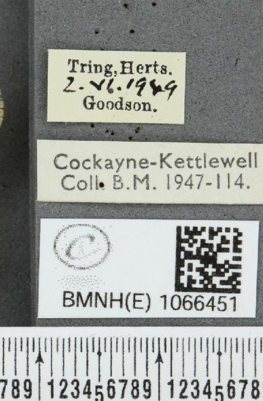 Coenonympha pamphilus (Linnaeus, 1758) - BMNHE_1066451_label_27655