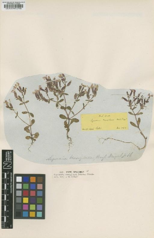 Saponaria mesogitana Boiss - BM000572765