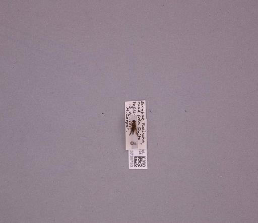 Trupanea Schrank, 1795 - 013739793_235087_16757