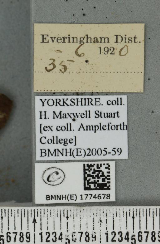Dysstroma truncata truncata (Hufnagel, 1767) - BMNHE_1774678_label_348982