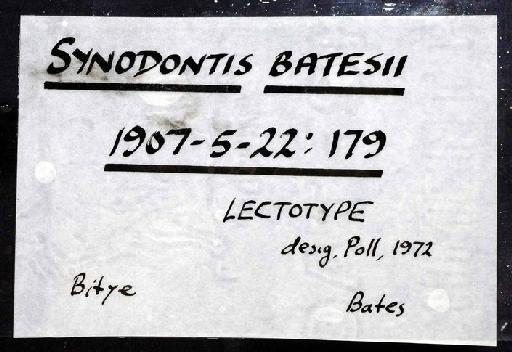 Synodontis batesii Boulenger, 1907 - 1907.5.22.179; Synodontis batesii; image of jar label; ACSI project image