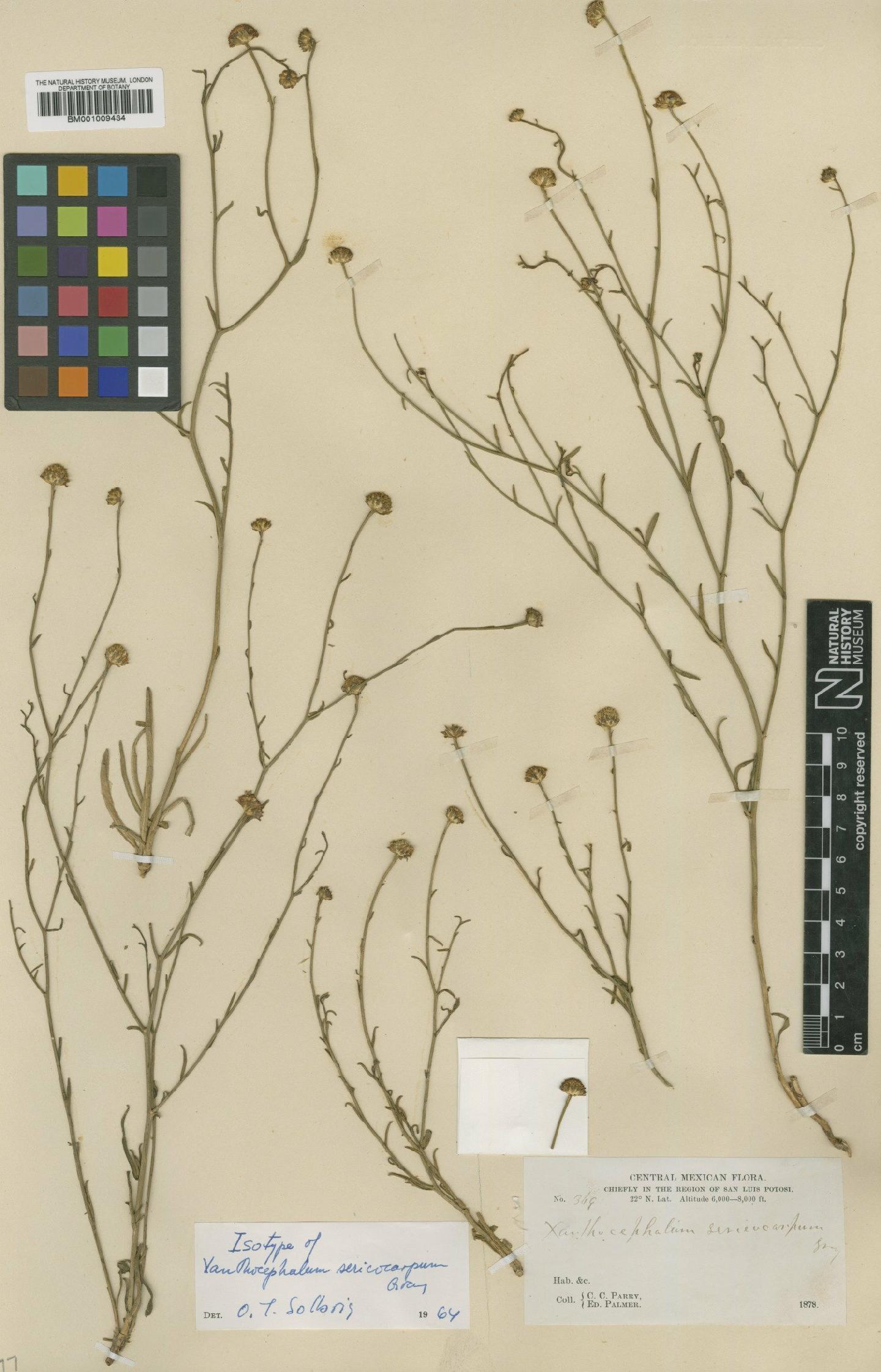 To NHMUK collection (Gutierrezia sericocarpa (A.Gray) M.A.Lane; Isotype; NHMUK:ecatalogue:610038)