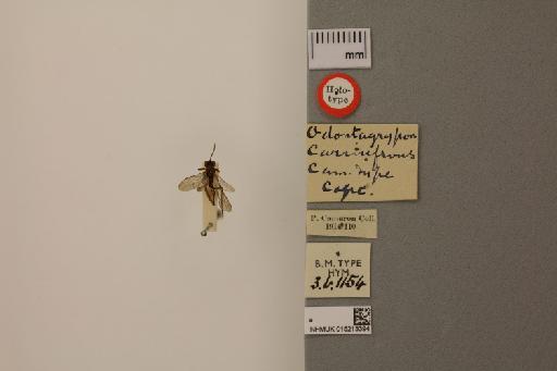 Odontagrypon carinifrons Cameron, P., 1906 - 015213394_Odontagrypon carinifrons
