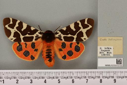 Arctia caja (Linnaeus, 1758) - NHMUK_010415750_533299