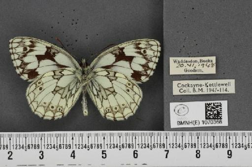 Melanargia galathea serena Verity, 1913 - BMNHE_1070366_36344