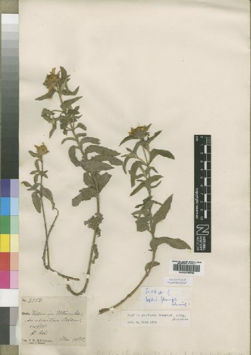 Aspilia pluriseta subsp. pluriseta Schweinf. - BM000798762