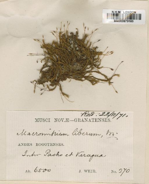 Macromitrium punctatum (Hook. & Grev.) Brid. - BM000873183