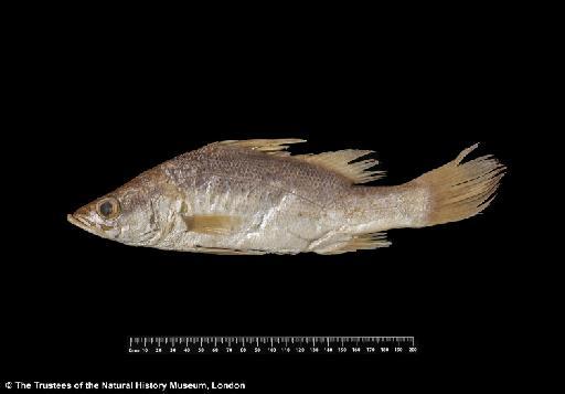 Lates niloticus longispinis Worthington, 1932 - BMNH 1932.6.13.102-106, SYNTYPES, Lates niloticus longispinis d