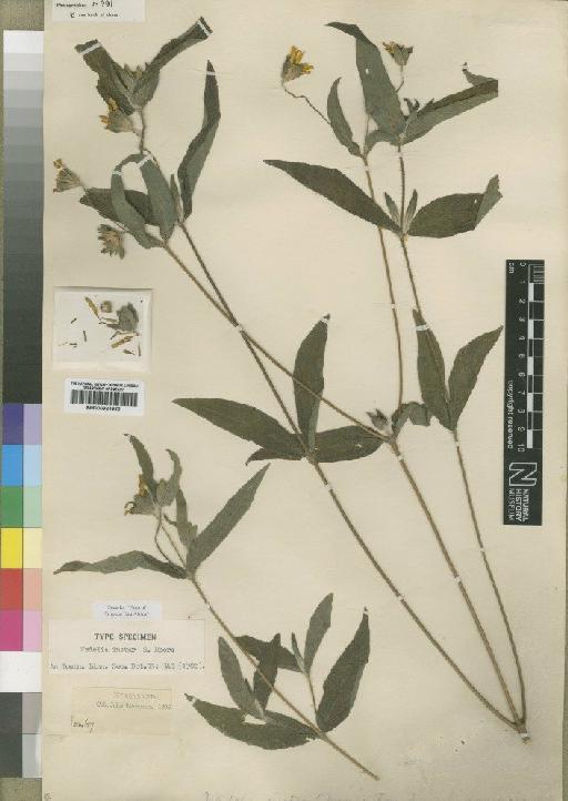 Aspilia mossambicensis (Oliv.) Wild - BM000924362