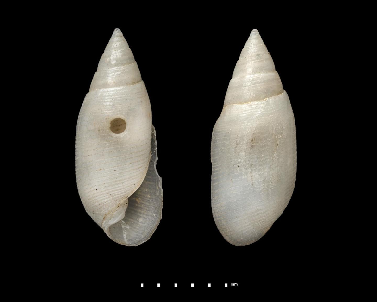 To NHMUK collection (Buccinulus niveus Angas, 1871; SYNTYPES; NHMUK:ecatalogue:7827854)