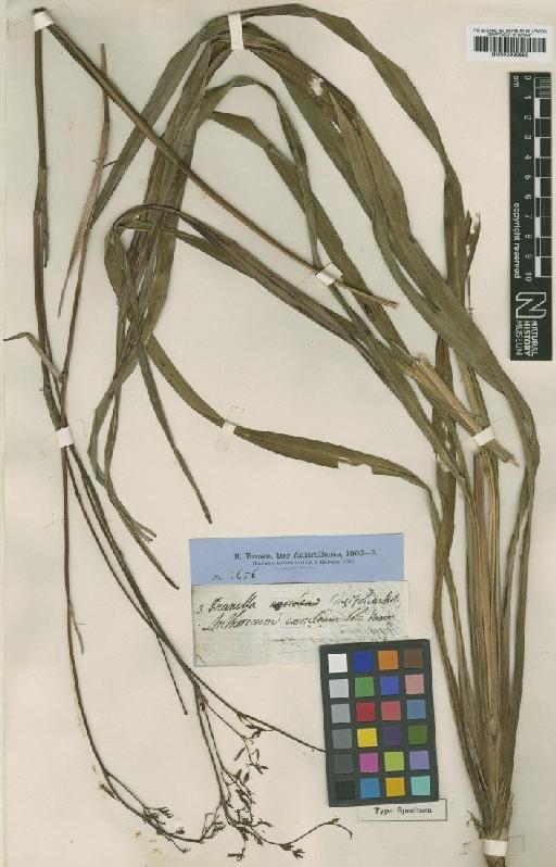 Dianella longifolia R.Br. - BM000990589