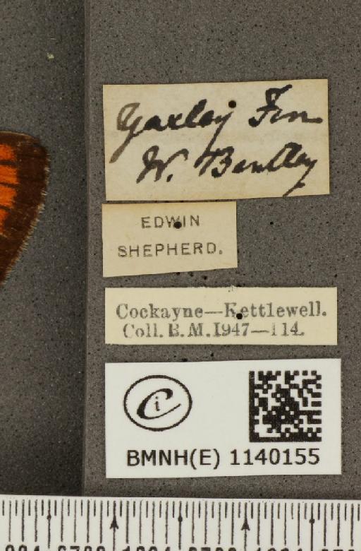 Lycaena (Rapsidia) dispar (Haworth, 1802) - BMNHE_1140155_label_91695