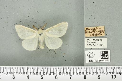 Leucoma salicis (Linnaeus, 1758) - BMNHE_1561388_251035