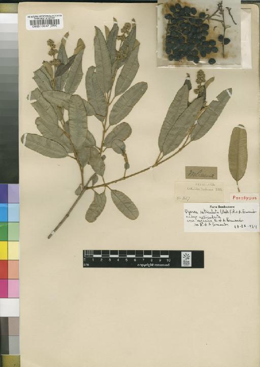 Ozoroa reticulata var. nyasica R.Fern. & A.Fern. - BM000510647