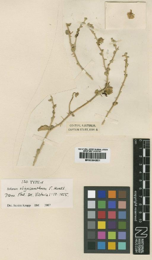Solanum oligacanthum F.Muell. - BM000846831