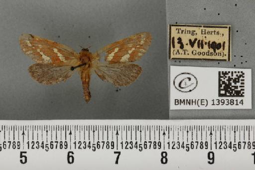 Phymatopus hecta (Linnaeus, 1758) - BMNHE_1393814_186840