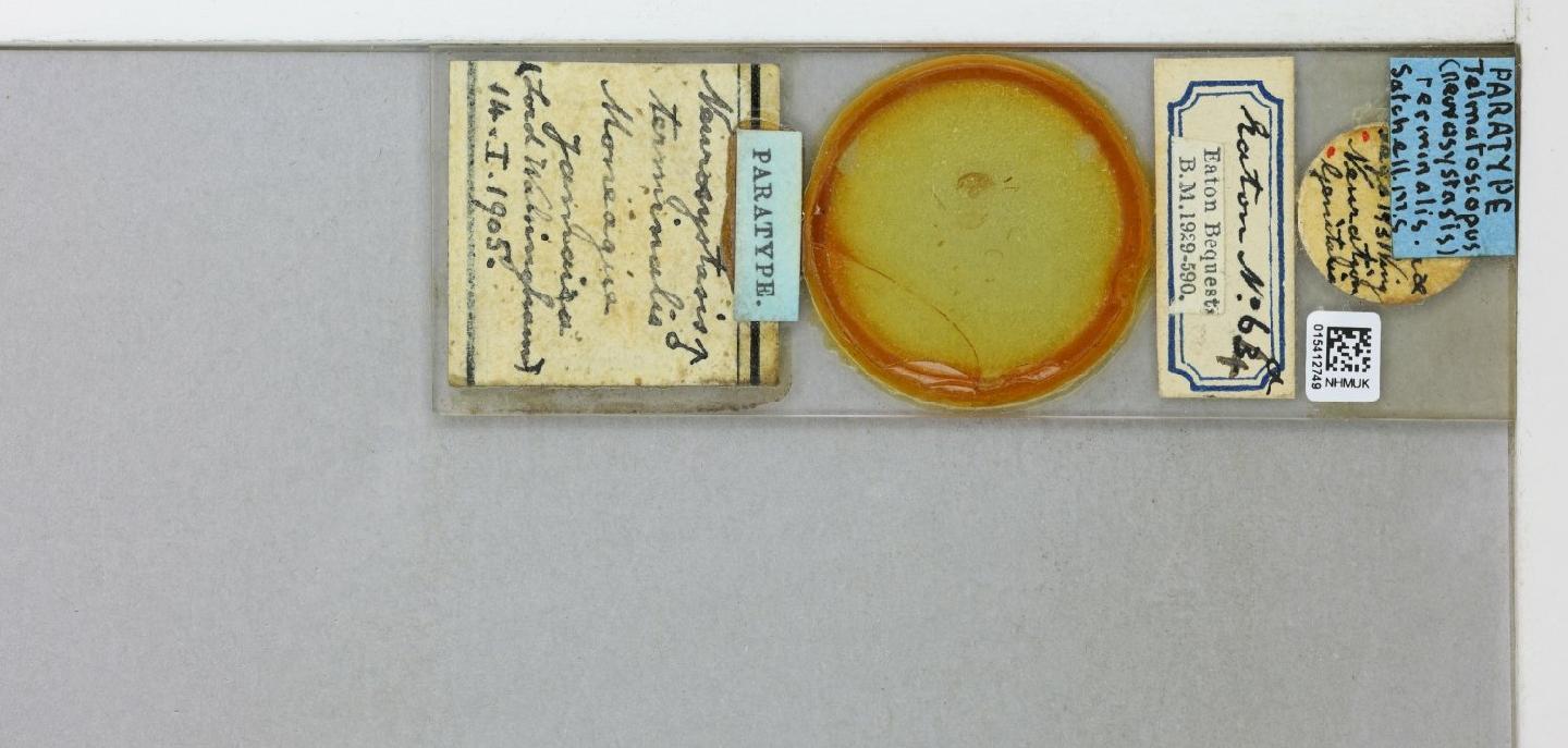 Telmatoscopus terminalis