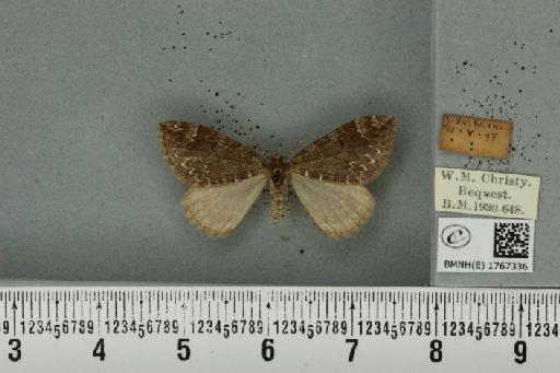 Dysstroma truncata truncata ab. nigerrimata Fuchs, 1900 - BMNHE_1767336_349443