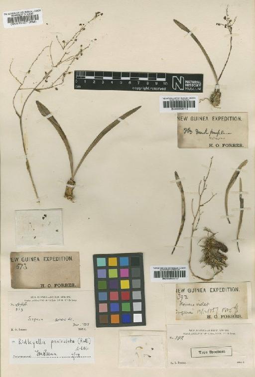 Ridleyella paniculata (Ridl.) Schltr. - BM000958117