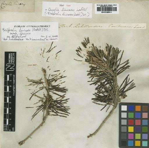 Bedfordia linearis (Labill.) DC. - BM000895644