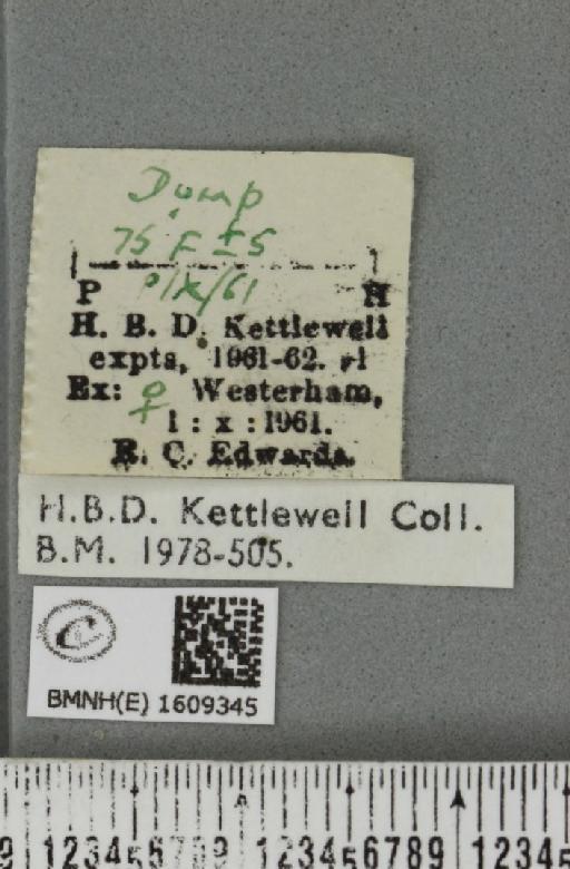 Utetheisa pulchella (Linnaeus, 1758) - BMNHE_1609345_label_496781