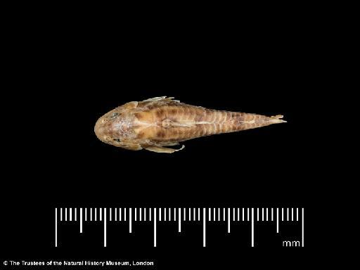 Corydoras micracanthus Regan, 1912 - BMNH 1897.1.27.8, LECTOTYPE, Corydoras micracanthus, dorsal