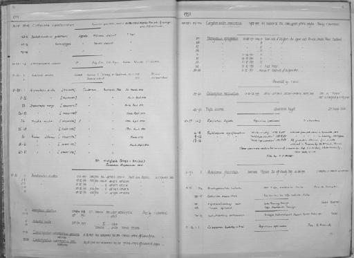 Nezumia suilla Marshall & Iwamoto, 1973 - Zoology Accessions Register: Fishes: 1971 - 1985: page 16