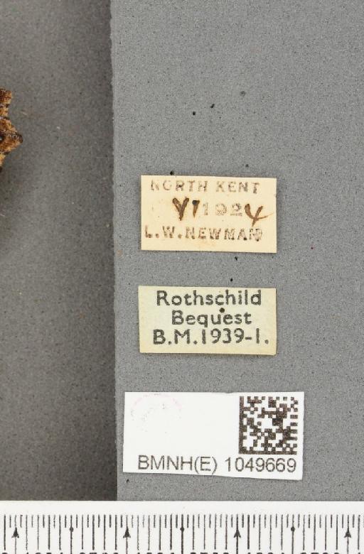 Aglais urticae ab. elongata Birch, 1944 - BMNHE_1049669_label_45154