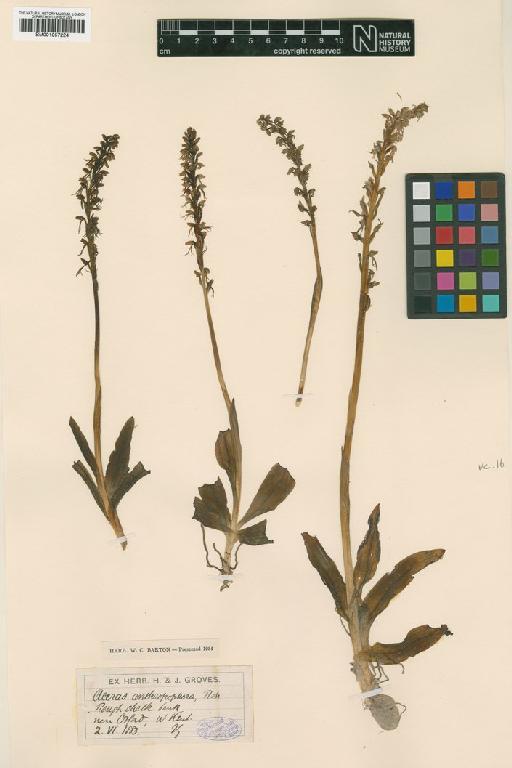 Orchis anthropophora (L.) All. - BM001057224.tif