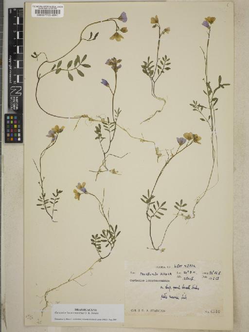 Cardamine L. - BM000587723