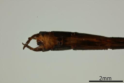 Ceylonosticta subtropica Fraser, 1933 - 010208324_Ceylonosticta_subtropica_Primary_genitalia_Ventral_Lectotype