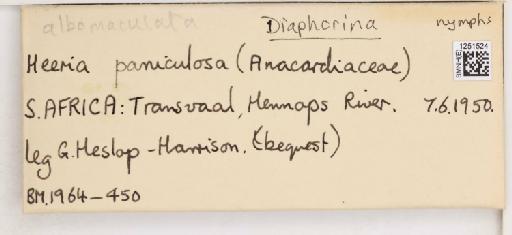 Diaphorina albomaculata Capener, 1970 - 010716890_additional