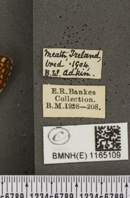 Euphydryas aurinia f. hibernica Birchall, 1873 - BMNHE_1165109_label_52663