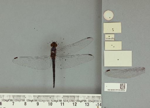 Trithemis risi Longfield, 1936 - 011249032_Trithemis_risi_T_labels2