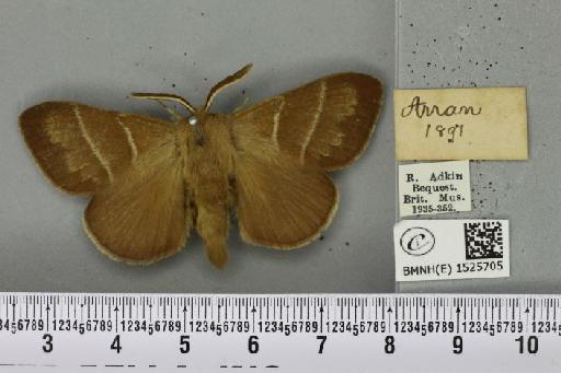 Macrothylacia rubi (Linnaeus, 1758) - BMNHE_1525705_196314