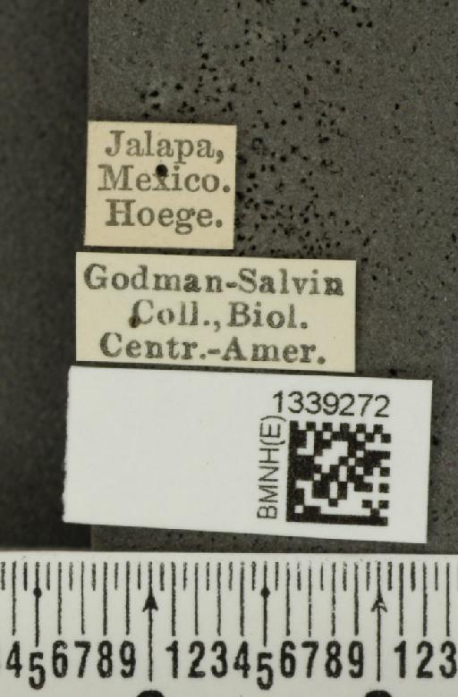 Isotes dilatata (Jacoby, 1887) - BMNHE_1339272_label_23073