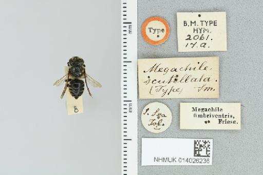 Megachile scutellata Smith, F., 1879 - 014026236_835604_1653360-