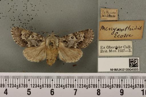 Acronicta menyanthidis scotica (Tutt, 1891) - NHMUK_010504905_562270