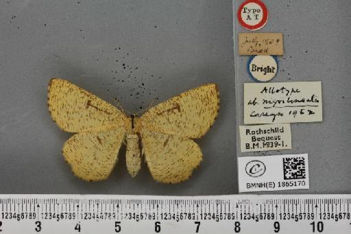 Angerona prunaria ab. nigrilineata Cockayne, 1952 - BMNHE_1865170_430850